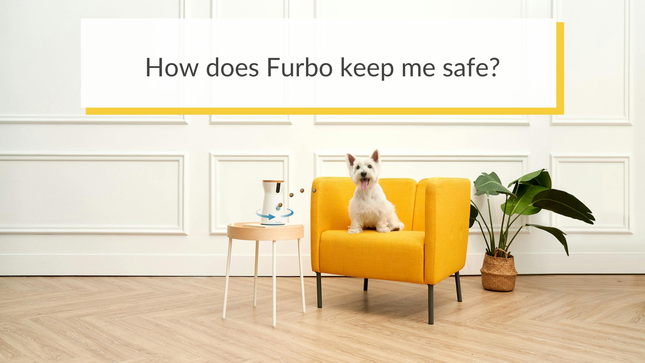 Furbo best sale near me